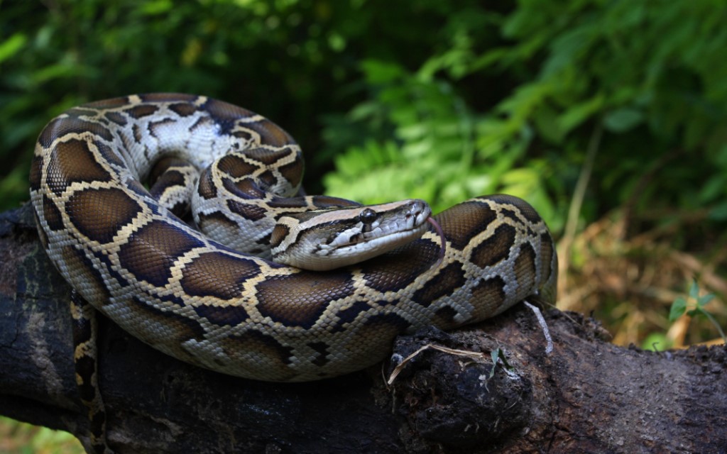 Burmese Python